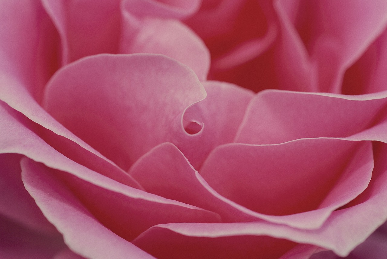 pinkrose